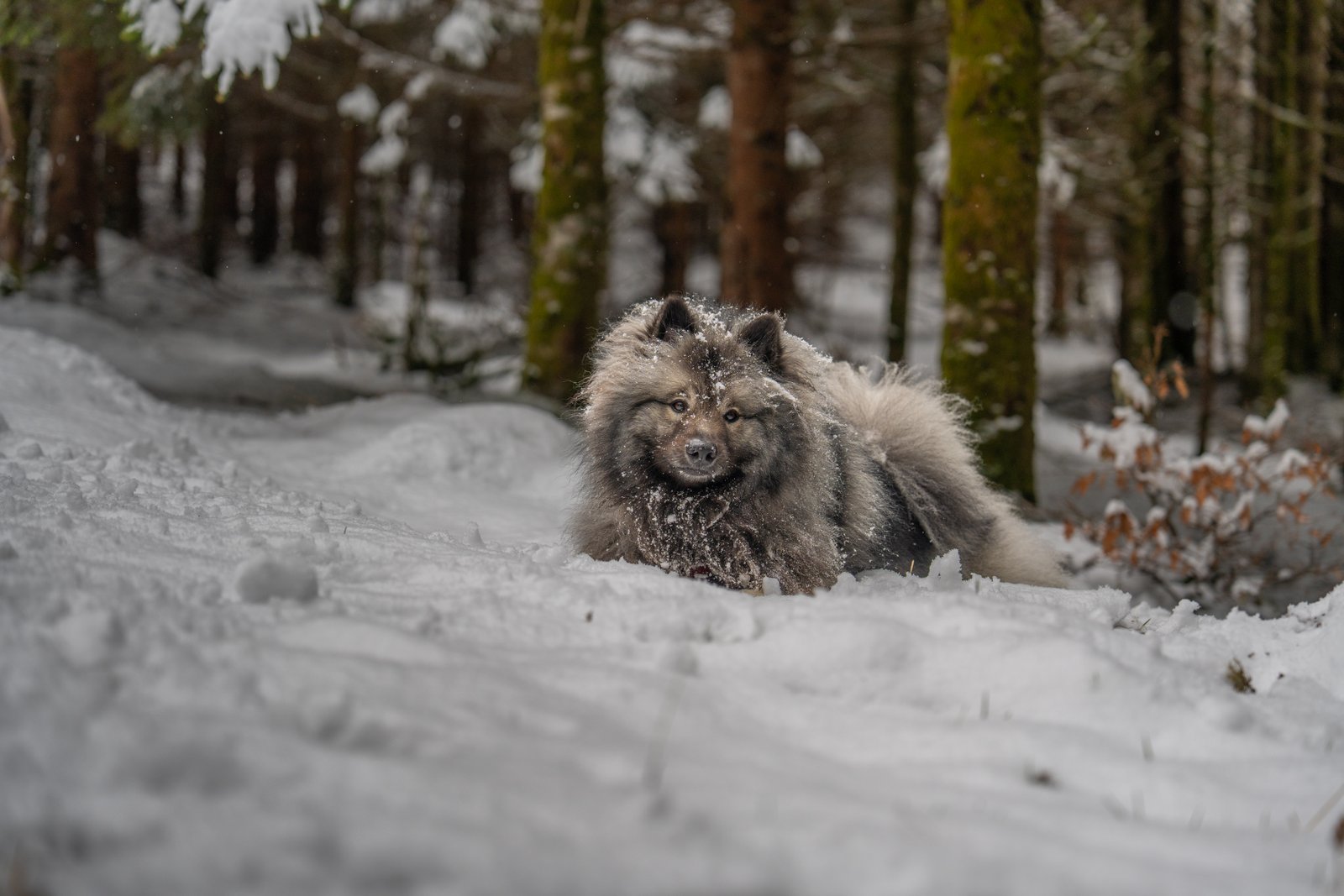 Chien