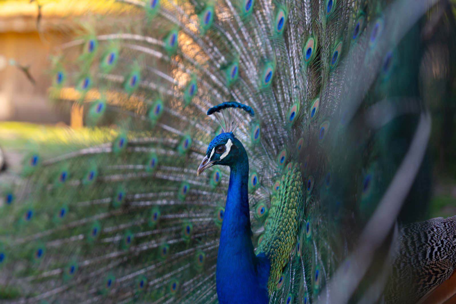 Animaux